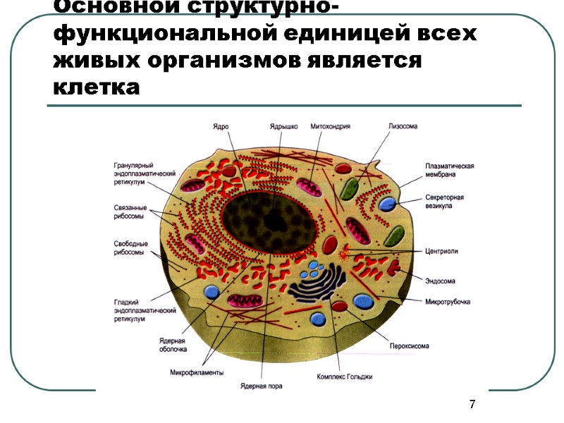 7 Основной структурно-функциональной единицей всех живых организмов является клетка